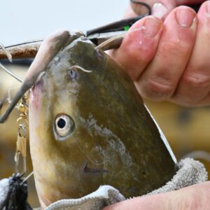 Fresh Catfish