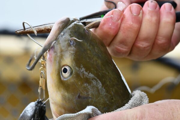 Fresh Catfish